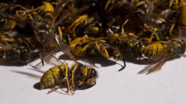 Vespula germanica, Avrupa eşekarısı, Alman eşekarısı veya Alman sarı ceketi. Bir grup ölü böcek..