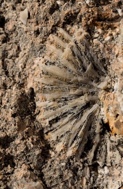 Kızıl Deniz 'in fosil mercanları. Taşa dönüşmüş antik yaratıklar. Resif mercanları.