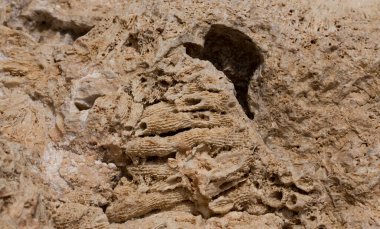 Kızıl Deniz 'in fosil mercanları. Taşa dönüşmüş antik yaratıklar. Resif mercanları.