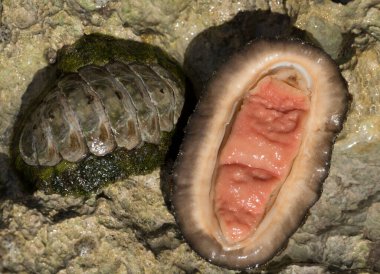 Acanthopleura haddoni, tropikal chiton türü. Kızıl Deniz 'in faunası. Bir kayanın üzerinde yumuşakçalar.