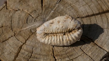 An extinct fossil shell of cypraea cowrie. Mauritia mauritiana, (humpback, chocolate, mourning, Mauritius cowry), a marine gastropod mollusc in the family Cypraeidae. clipart