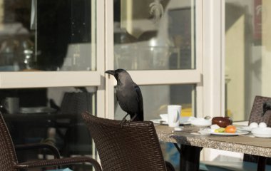 House crow (Corvus splendens), also known as the Indian, greynecked, Ceylon or Colombo crow. A bird tries to steal food from a human dwelling. clipart