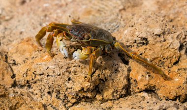 Grapsus albolineatus, Grapsidae familyasından bir kabuklu hayvan türüdür. Yengeç, kayalıklarda. Sina Yarımadası 'nın Hayvanı.