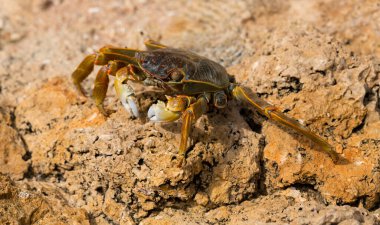 Grapsus albolineatus is a species of decapod crustacean in the family Grapsidae. Crab, on a reef rock. Fauna of the Sinai Peninsula. clipart