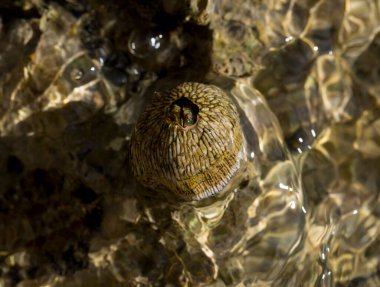 Tetraclita squamosa, bu midye. Balanus (Balanomorpha), Kabukgiller (Balanidae) familyasından bir midye cinsidir..