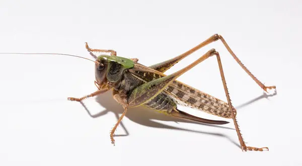 stock image Wart-biter (Decticus verrucivorus) is a bush-cricket in the family Tettigoniidae.  Grasshopper close-up. A female insect on a white background.