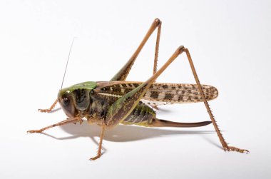 Wart-biter (Decticus verrucivorus), Tettigonidae familyasından bir çalı cırcırböceği türü. Çekirge yakın plan. Beyaz arka planda dişi bir böcek..