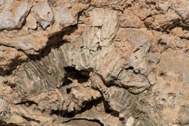 Kızıl Deniz 'in fosil mercanları. Taşa dönüşmüş antik yaratıklar. Resif mercanları.