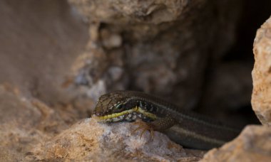 Trachylepis quinquetaeniata scharica - beş çizgili mabuya, gökkuşağı skink. Bir kadın. Sina Yarımadası 'nın Hayvanı.