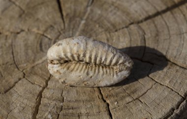 Cypraea Cowrie 'nin nesli tükenmiş fosil kabuğu. Mauritia Mauritiana (kambur balina, çikolata, yas, Mauritius kovboyculuk), Cypraeidae familyasından bir deniz gastropod yumuşakçasıdır..