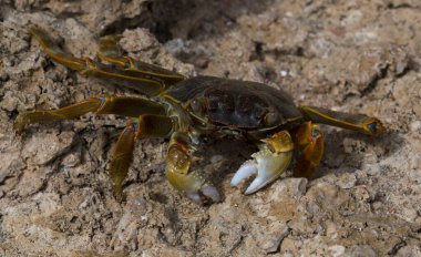 Grapsus albolineatus, Grapsidae familyasından bir kabuklu hayvan türüdür. Yengeç, kayalıklarda. Sina Yarımadası 'nın Hayvanı.