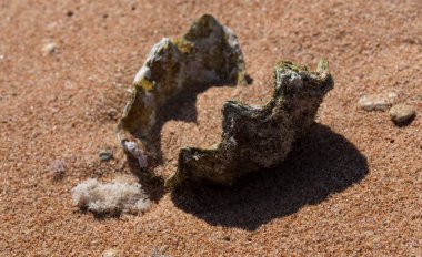 Maksimum istiridye (Tridacna maxima), küçük dev istiridye olarak da bilinir. Kızıl Deniz 'in faunası. Kum, çakıl taşı, mercan. Deniz temalı bir arkaplan.