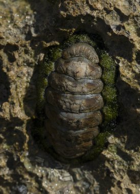 Acanthopleura haddoni, tropikal chiton türü. Kızıl Deniz 'in faunası. Bir kayanın üzerinde yumuşakçalar.