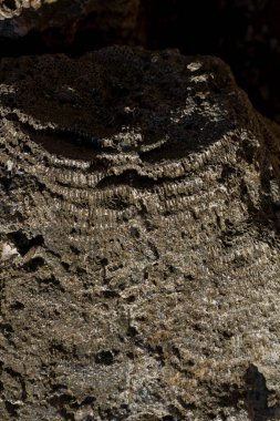 Kızıl Deniz 'in fosil mercanları. Taşa dönüşmüş antik yaratıklar. Resif mercanları.