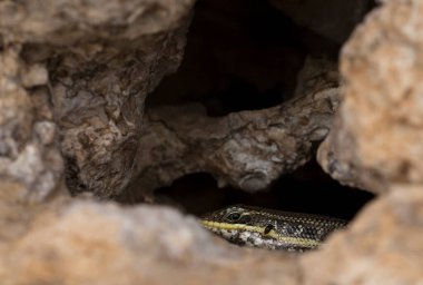 Trachylepis quinquetaeniata scharica - beş çizgili mabuya, gökkuşağı skink. Bir kadın. Sina Yarımadası 'nın Hayvanı.