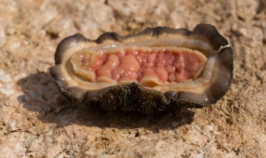 Acanthopleura haddoni, tropical species of chiton. The fauna of the Red Sea. A marine molluscs on a rock. clipart