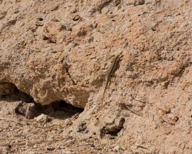 Trachylepis quinquetaeniata scharica - beş çizgili mabuya, gökkuşağı skink. Bir kadın. Sina Yarımadası 'nın Hayvanı.