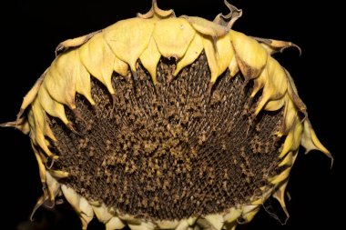 Helianthus, ayçiçeği yakın plan. Olgun tarım mahsulü, hasat edilmeden önce.