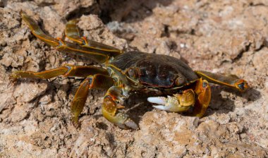 Grapsus albolineatus, Grapsidae familyasından bir kabuklu hayvan türüdür. Yengeç, kayalıklarda. Sina Yarımadası 'nın Hayvanı.