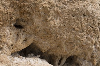 Kızıl Deniz 'in fosil mercanları. Taşa dönüşmüş antik yaratıklar. Resif mercanları.
