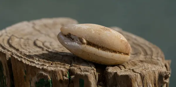 stock image An extinct fossil shell of cypraea cowrie. Mauritia mauritiana, (humpback, chocolate, mourning, Mauritius cowry), a marine gastropod mollusc in the family Cypraeidae.