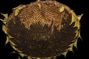 Helianthus, sunflower close-up. Ripe agricultural crop, before harvesting. Destruction of ripe crops by birds. Sabotage. clipart