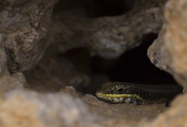 Trachylepis quinquetaeniata scharica - beş çizgili mabuya, gökkuşağı skink. Bir kadın. Sina Yarımadası 'nın Hayvanı.
