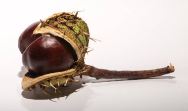 Beyaz arka planda kabuğu olan olgun at kestanesi meyveleri. Aesculus, buckeye.