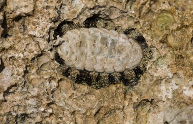 Acanthopleura haddoni, tropikal chiton türü. Kızıl Deniz 'in faunası. Bir kayanın üzerinde yumuşakçalar.