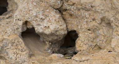 Trachylepis quinquetaeniata scharica - beş çizgili mabuya, gökkuşağı skink. Bir kadın. Sina Yarımadası 'nın Hayvanı.