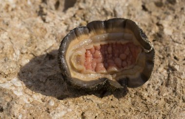 Acanthopleura haddoni, tropical species of chiton. The fauna of the Red Sea. A marine molluscs on a rock. clipart