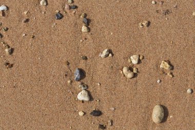 Kızıl Deniz 'in kıyı şeridi. Kum, çakıl taşı, mercan, fosil. Deniz temalı bir arkaplan.