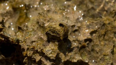 Tetraclita squamosa - Thatched barnacle. Balanus (Balanomorpha) is a genus of barnacles in the family Balanidae of the subphylum Crustacea. clipart