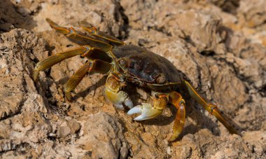 Grapsus albolineatus, Grapsidae familyasından bir kabuklu hayvan türüdür. Yengeç, kayalıklarda. Sina Yarımadası 'nın Hayvanı.