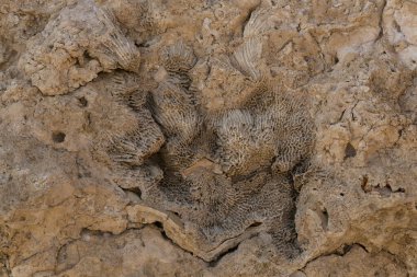 Kızıl Deniz 'in fosil mercanları. Taşa dönüşmüş antik yaratıklar. Resif mercanları.