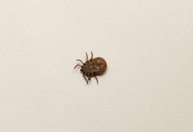Ixodes ricinus, the castor bean tick, is a chiefly European species of hard-bodied tick. Female.