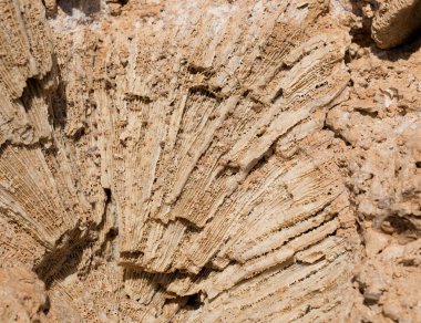 Kızıl Deniz 'in fosil mercanları. Taşa dönüşmüş antik yaratıklar. Resif mercanları.