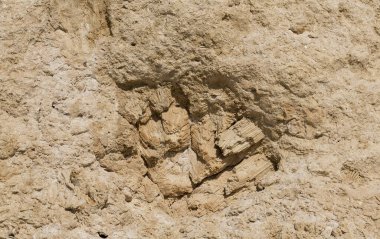 Kızıl Deniz 'in fosil mercanları. Taşa dönüşmüş antik yaratıklar. Resif mercanları.