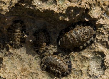 Acanthopleura haddoni, tropikal chiton türü. Kızıl Deniz 'in faunası. Bir kayanın üzerinde yumuşakçalar.