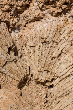 Kızıl Deniz 'in fosil mercanları. Taşa dönüşmüş antik yaratıklar. Resif mercanları.