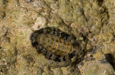 Acanthopleura haddoni, tropikal chiton türü. Kızıl Deniz 'in faunası. Bir kayanın üzerinde yumuşakçalar.