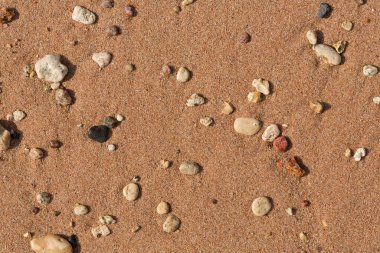 Kızıl Deniz 'in kıyı şeridi. Kum, çakıl taşı, mercan, fosil. Deniz temalı bir arkaplan.