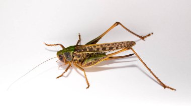 Wart-biter (Decticus verrucivorus), Tettigonidae familyasından bir çalı cırcırböceği türü. Çekirge yakın plan. Beyaz arka planda dişi bir böcek..