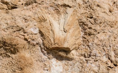 Kızıl Deniz 'in fosil mercanları. Taşa dönüşmüş antik yaratıklar. Resif mercanları.