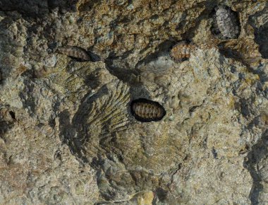 Acanthopleura haddoni, tropikal chiton türü. Kızıl Deniz 'in faunası. Bir kayanın üzerinde yumuşakçalar.
