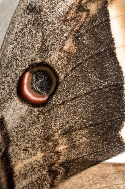 Saturnia pyri, dev tavus kuşu güvesi, büyük tavus kuşu güvesi, dev imparator ya da Viyana imparatoru, beyaz arka planda..
