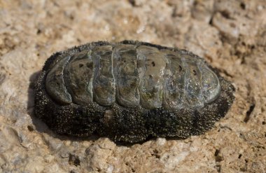 Acanthopleura haddoni, tropikal chiton türü. Kızıl Deniz 'in faunası. Bir kayanın üzerinde yumuşakçalar.