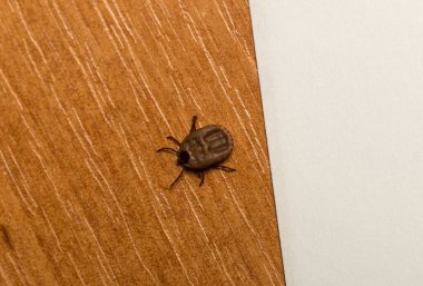 Ixodes ricinus, the castor bean tick, is a chiefly European species of hard-bodied tick. Female.