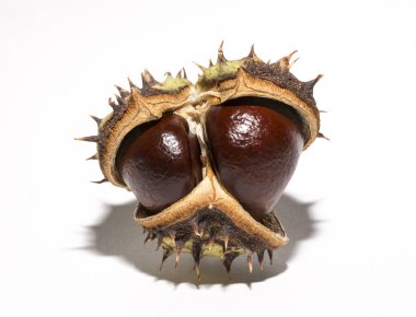 Beyaz arka planda kabuğu olan olgun at kestanesi meyveleri. Aesculus, buckeye.