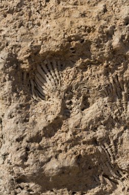 Kızıl Deniz 'in fosil mercanları. Taşa dönüşmüş antik yaratıklar. Resif mercanları.